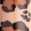 color-Cheetah